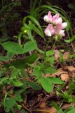 Lathyrus laxiflorus