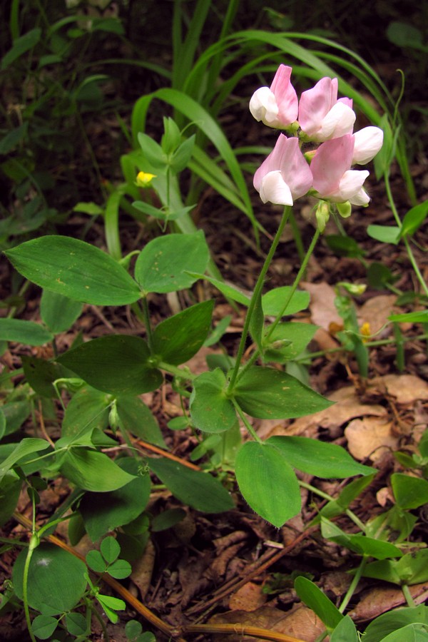 Image of Lathyrus laxiflorus specimen.