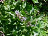 Physochlaina physaloides