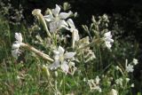 Silene italica
