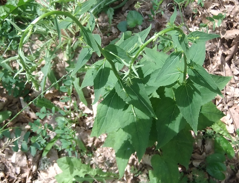 Изображение особи Campanula rapunculoides.