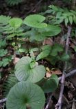 Viola epipsila
