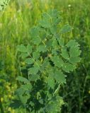 Thalictrum appendiculatum