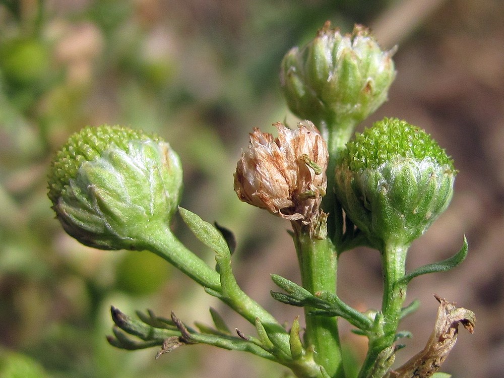 Изображение особи Matricaria discoidea.