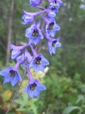 Delphinium elatum