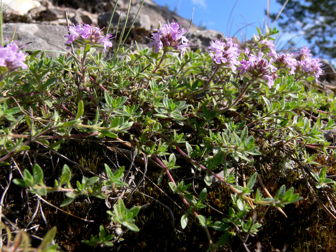 Image of Thymus hirticaulis specimen.