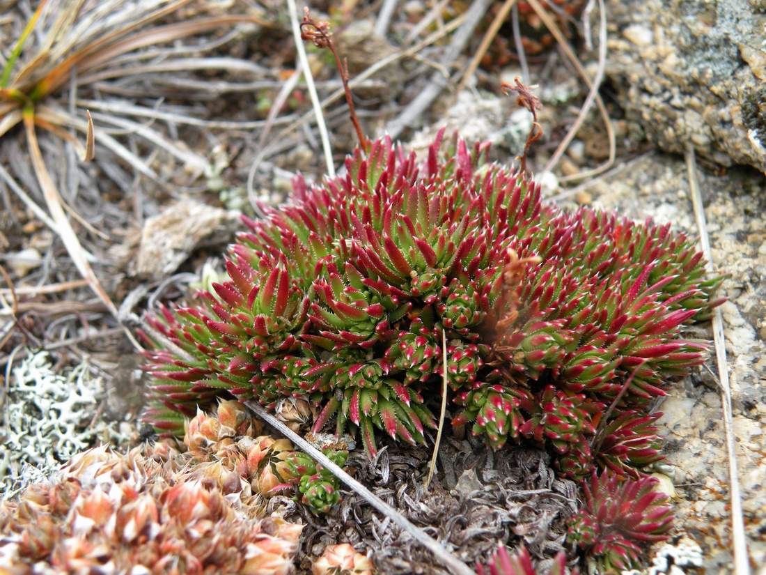 Image of Saxifraga spinulosa specimen.