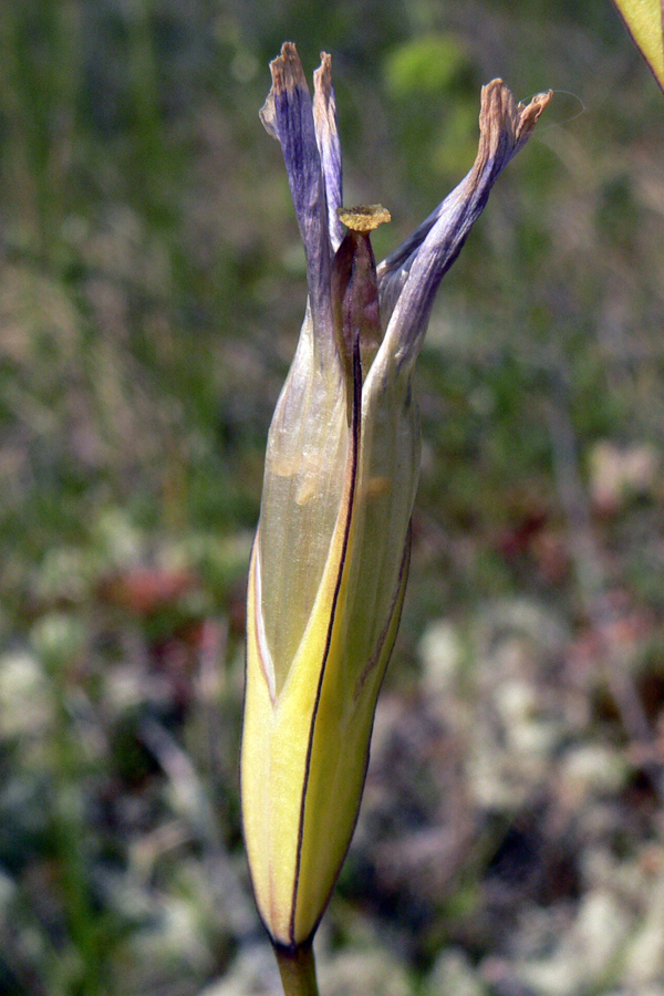 Изображение особи Gentianopsis barbata.