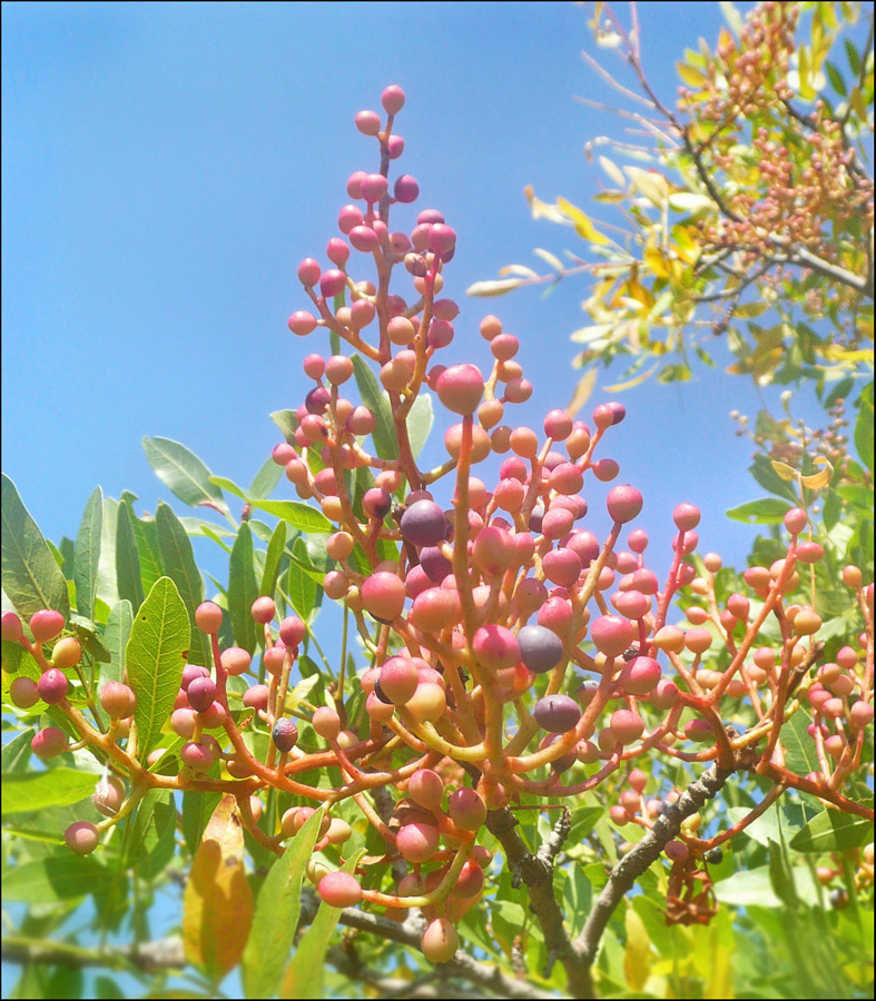 Image of Pistacia mutica specimen.