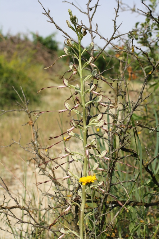 Image of Himantoglossum caprinum specimen.