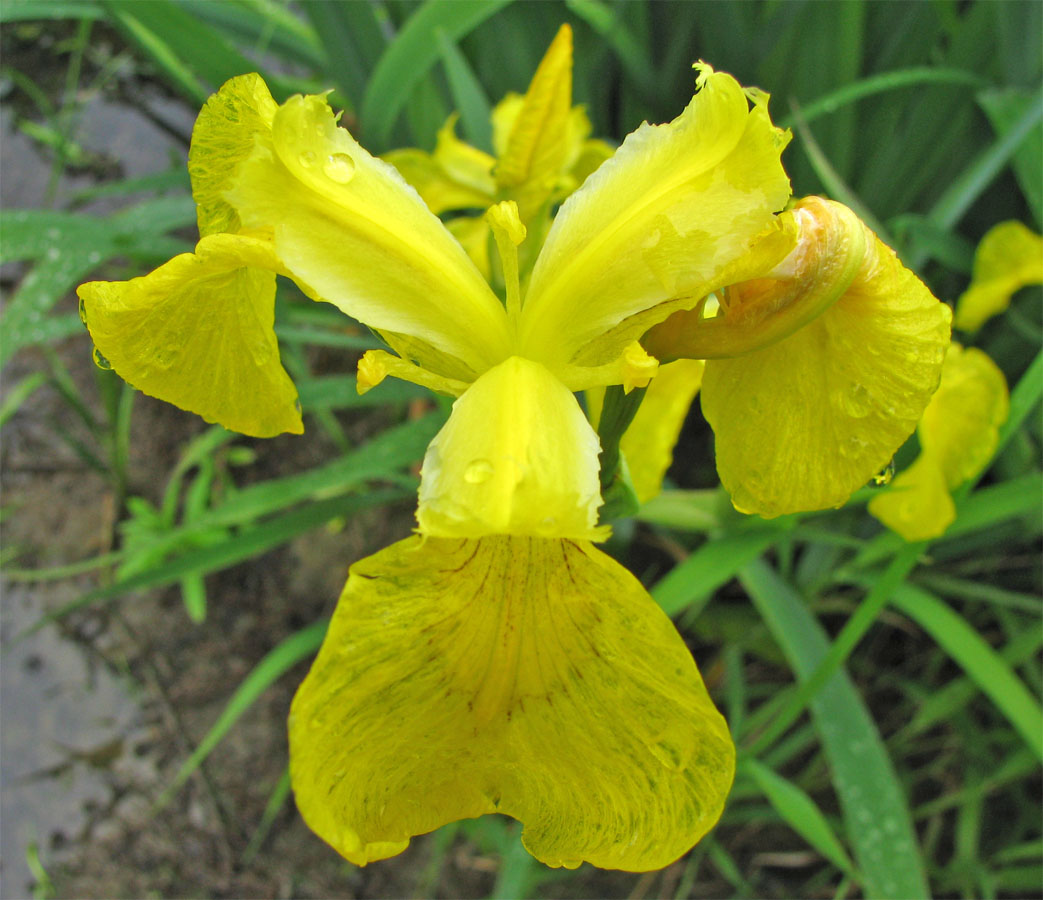 Изображение особи Iris pseudacorus.