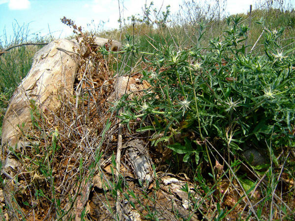 Image of Centaurea procurrens specimen.