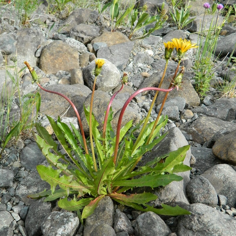 Image of genus Taraxacum specimen.