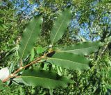 Salix triandra