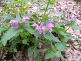 Lamium maculatum