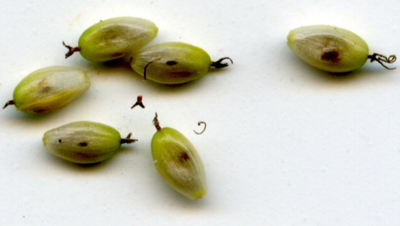 Image of Carex pallescens specimen.