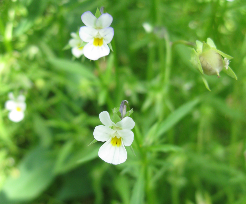 Image of Viola kitaibeliana specimen.