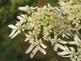 Heracleum sphondylium. Краевой зонтик. Видны сильно увеличенные наружные лепестки внешних цветков. Нидерланды, провинция Groningen, Haren, на лугу. 27 июля 2008 г.