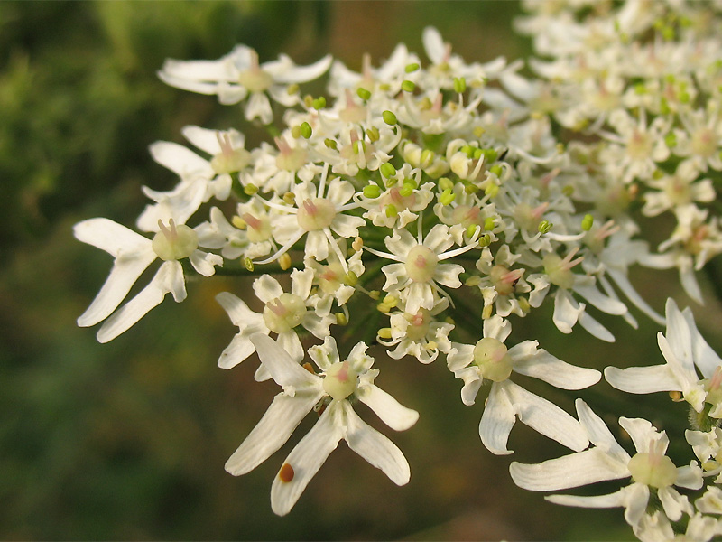 Image of Heracleum sphondylium specimen.