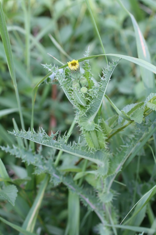 Image of Sonchus asper specimen.