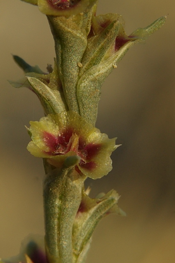 Image of Salsola tamariscina specimen.