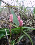 Persicaria amphibia. Цветущее растение. Алтайский край , окр. г. Камень-на-Оби, Обские протоки. 28.08.2010.