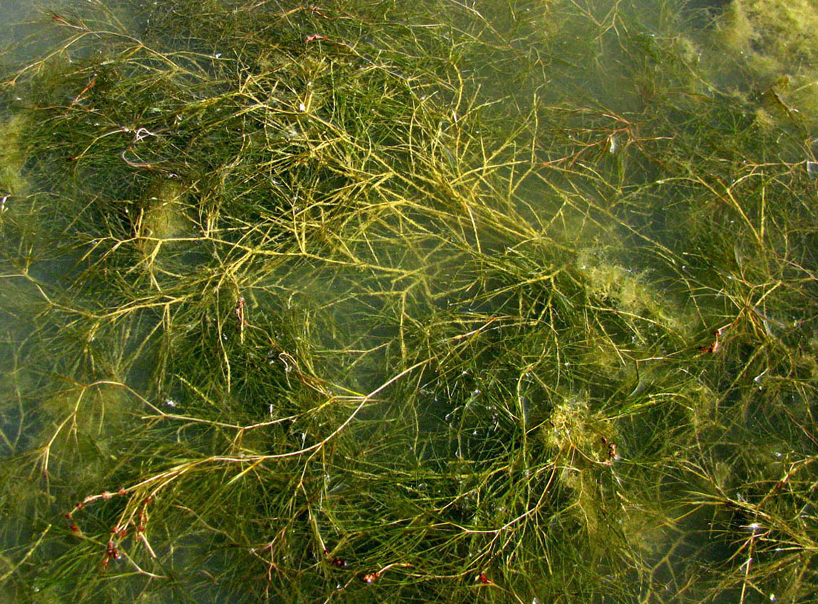 Image of Potamogeton pectinatus specimen.