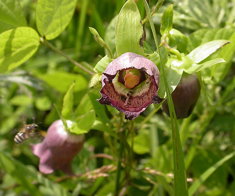 Изображение особи Codonopsis ussuriensis.