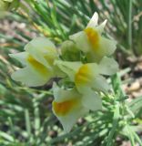 Linaria buriatica