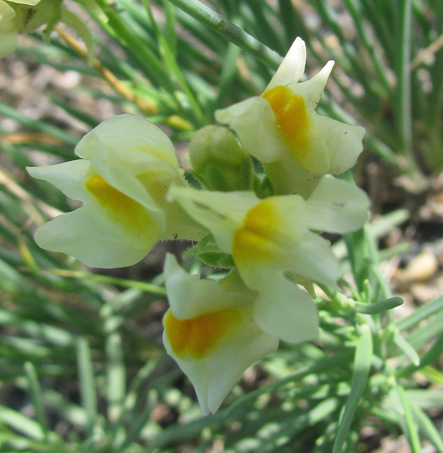 Изображение особи Linaria buriatica.