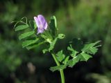 Vicia incisa. Верхушка растения. Южный Берег Крыма, подножие горы Аюдаг. 11 мая 2012 г.