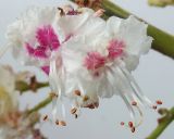 Aesculus hippocastanum. Цветки. Германия, г. Кемпен, в парковой зоне. 13.05.2012.