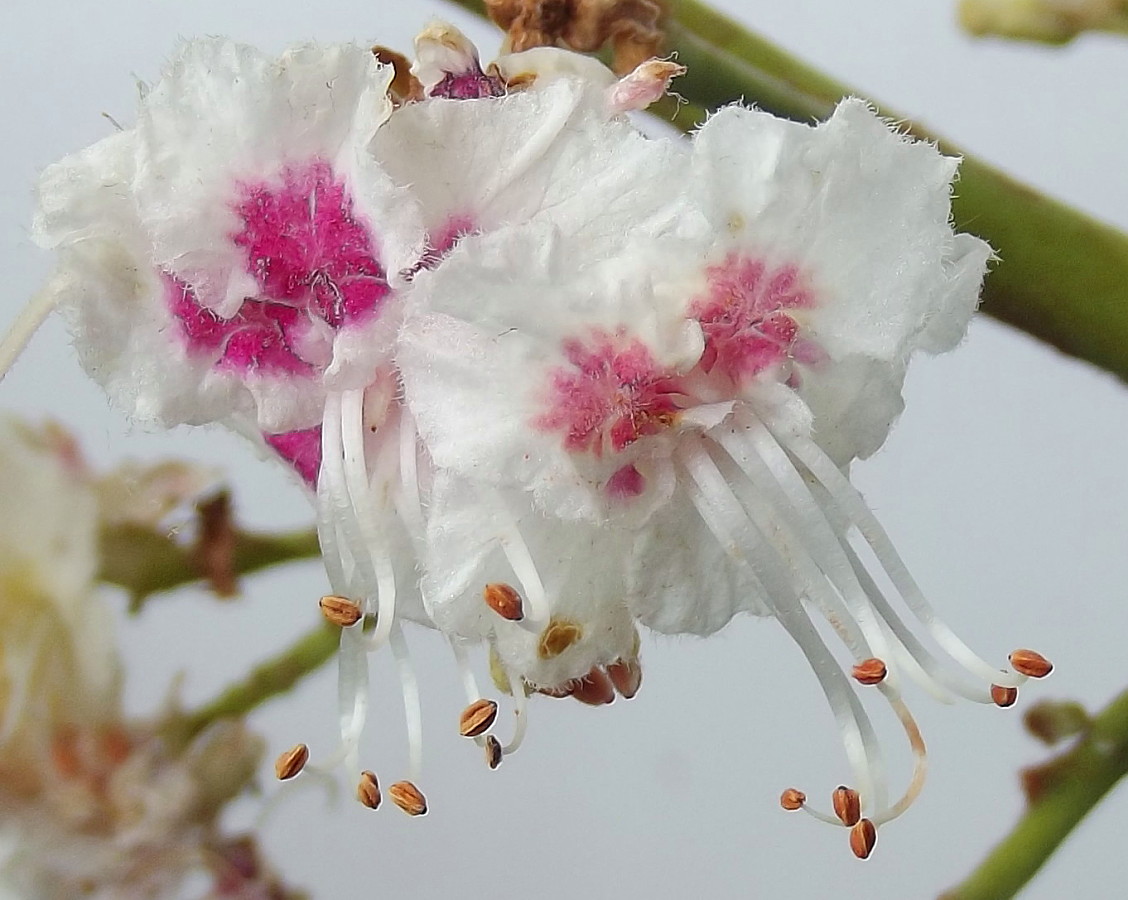 Image of Aesculus hippocastanum specimen.