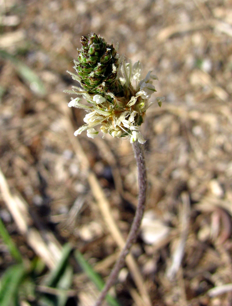 Изображение особи Plantago dubia.