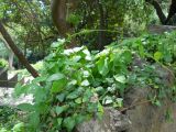 Periploca graeca. Цветущее растение. Южный Берег Крыма, Никитский ботанический сад. 22 мая 2012 г.