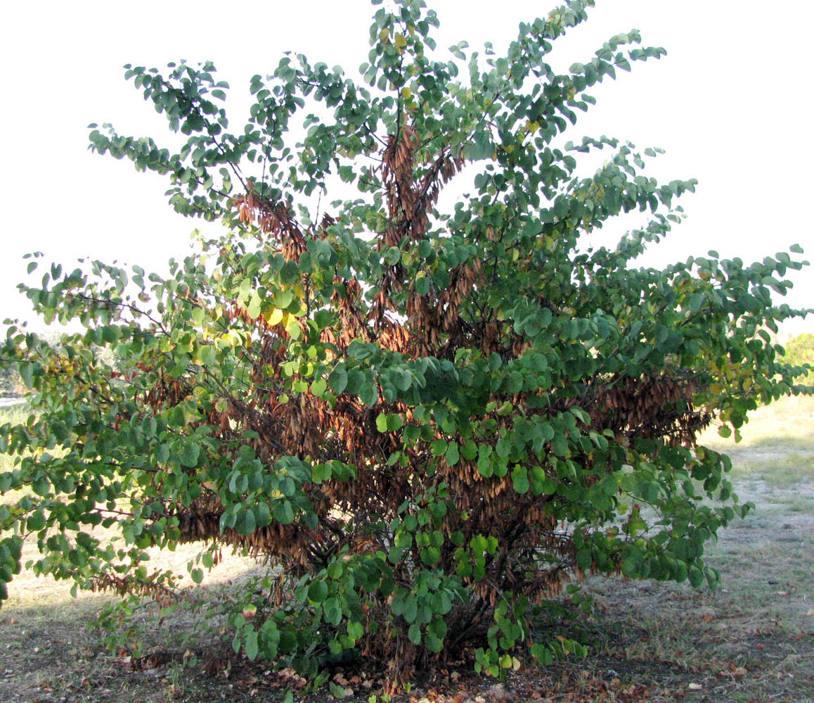 Image of Cercis siliquastrum specimen.