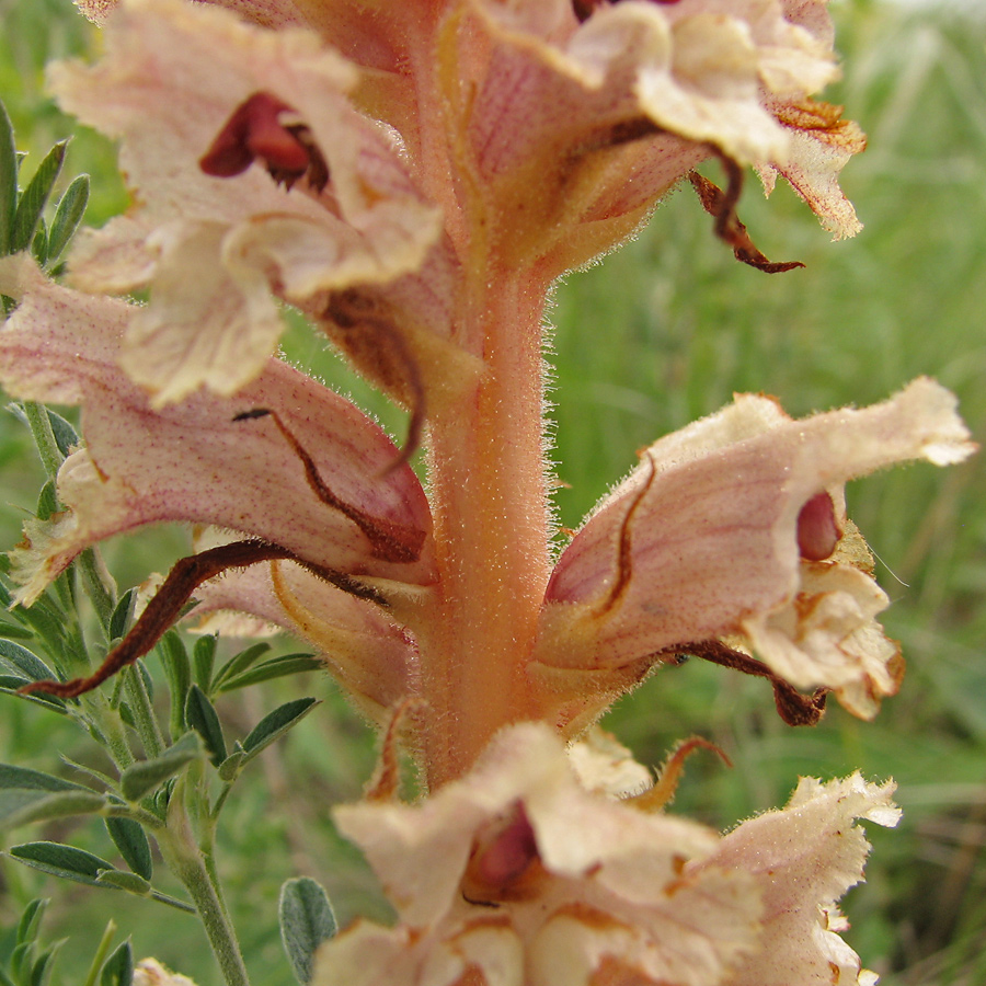 Image of Orobanche alba f. maxima specimen.