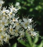 Filipendula ulmaria ssp. denudata