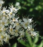 Filipendula ulmaria subspecies denudata. Часть соцветия. Московская обл., пойма р. Русса. 30.06.2012.