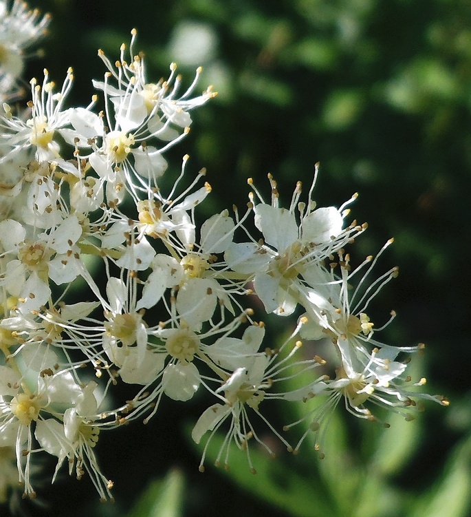 Изображение особи Filipendula ulmaria ssp. denudata.