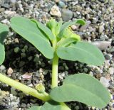 Euphorbia peplis. Часть веточки с соцветиями. Абхазия, Гагрский р-н, г. Пицунда, пляж. 10.06.2012.
