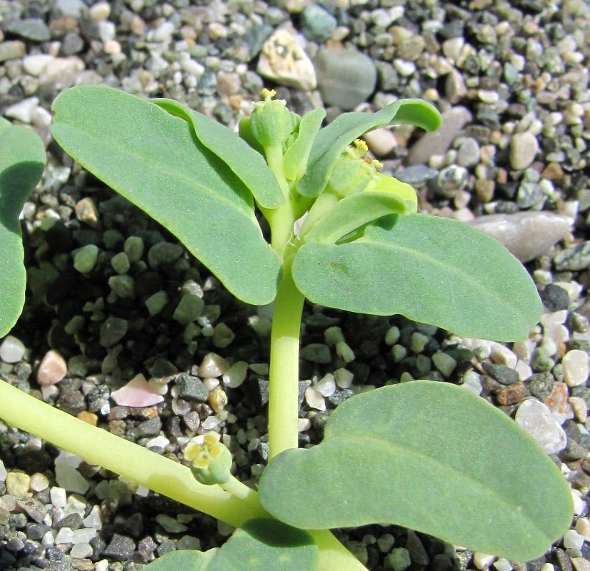 Изображение особи Euphorbia peplis.