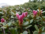 Rhododendron kotschyi