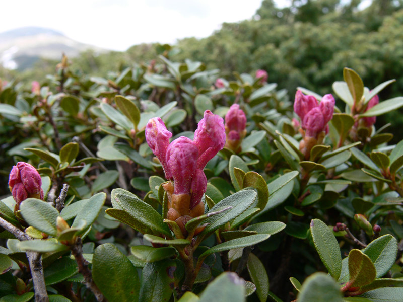 Изображение особи Rhododendron kotschyi.