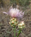 Centaurea konkae