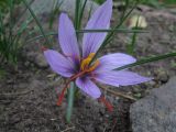 Crocus sativus