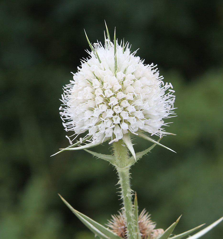 Image of Dipsacus laciniatus specimen.