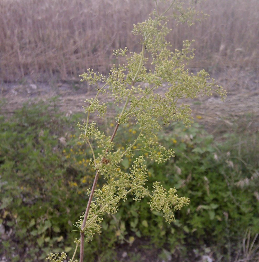 Изображение особи Galium verum.