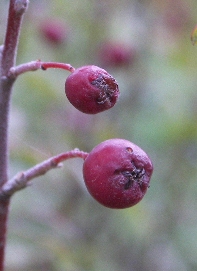 Изображение особи Cotoneaster integerrimus.