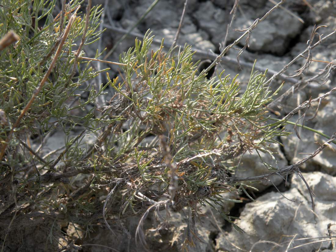 Изображение особи Artemisia lessingiana.